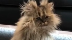 一只炸毛的喵星人