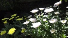 秋菊醉美醉白池