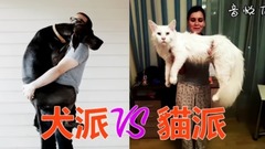 养猫和养狗的十个区别
