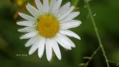 LEO ROJAS - Water Of Life