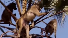 大象拱树找果子吃 狒狒捡漏