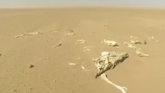 轻音乐 - 阿兰泽斯(小号)