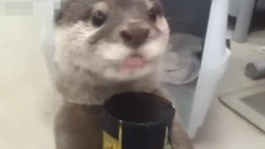 成精系列,帮主人买饮料的超贴心水獭,好想有一只