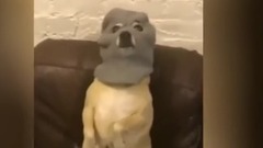 汪星人戴面具,感觉像个抢劫犯