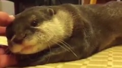 一只叫声非常好听的水獭,在给主人撒娇