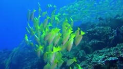 纪录片<神奇的海洋>