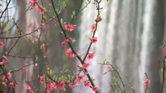 轻音乐 - 雁南飞