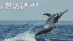 海上表演连续360度高空旋转,原来你是这样的海豚~