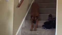 猫和狗 是天生的冤家~