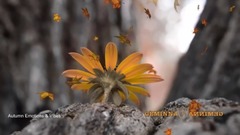 1 Hour Relax Chillout Mix Day Night