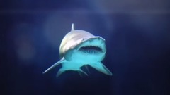 震惊!看似温顺的河马,每年杀3000人!