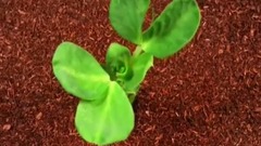 破土而出 绚丽绽放的花朵