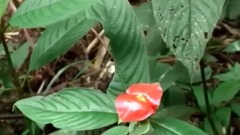 世界上最性感的花嘴唇花 犹如女人的烈焰红唇