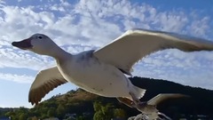 轻音乐 - 拉梅丽达