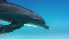 风景,影视原声,音乐短片,轻音乐 - 玩的很开心的海豚