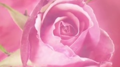 百花之中的女王 玫瑰