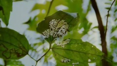 爱的风雨路•野罂粟