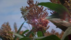 山坡上的红高粱