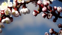 一束繁花盛枝头.Flowering Trees