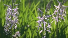 风景,音乐短片,轻音乐,乐动城市 - 鸟语花香的夏日美景