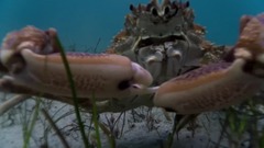 海洋中的生存斗争 蓝色星球II.E05片段