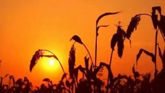 蓝天白云红高粱