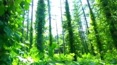 Cool Forest Rain 微凉森林雨