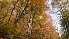 民乐群星,风景,音乐短片,轻音乐,乐动城市 - 层林尽染 秋天独有的魅力