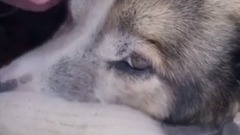 汪星人的秘密生活 纪录片 1