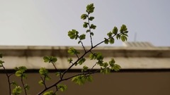 风景这边独好 yixin映画