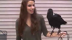 Ravens can talk!