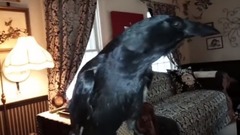 Snovember with The Talking Crow