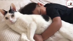 怕吵醒人的喵?乖巧的过分了!