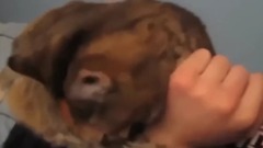 超搞笑猫咪合集