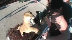 10 Abnormally Large Animals That Are Actually Exist