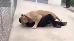 Lion'S Reaction To The Man Who Adopted Her