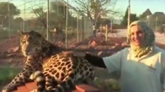 美洲豹扑倒狗狗 张大嘴咬下去 瞬间一奇事发生了! ✔