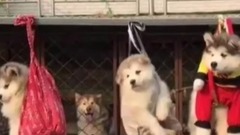 主人把四只阿拉斯加掛起來晒太阳