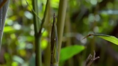 大熊猫吃竹子 <地球:神奇的一天> 片段