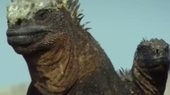 风景,影视原声,音乐短片 - 地球上最奇特的动物.神奇的一天