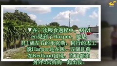 ✔ 浪浪因为心灵受创一看到援救者就会「紧抱不放」,但送到寄养家庭后它的眼神就变了… ✔ 36 宠物
