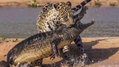 美洲虎VS花豹 如何区分 区别