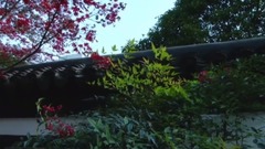 一叶知心不如枫红