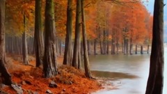 翠竹公园杉树林