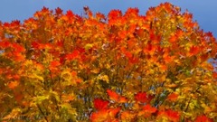 风景,影视原声,音乐短片,轻音乐,乐动城市 - 最绚丽的秋日 华盛顿之秋