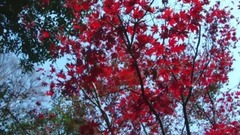 又见枫红正当时