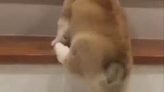 短腿柯基的心酸