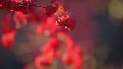 秋日私语 圣塞巴斯蒂安绝美风景