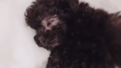 金泰妍的Zero更新视频一则