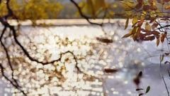 冯提莫新版【一生所爱】小黎的传说作品